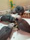 African Grey Parrot Birds for sale in Dallas, TX, USA. price: $650