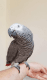 African Grey Parrot Birds for sale in CA-99, Red Bluff, CA, USA. price: NA