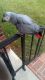 African Grey Parrot Birds for sale in Raleigh, NC, USA. price: $1,200