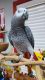 African Grey Parrot Birds for sale in California St, Denver, CO, USA. price: NA