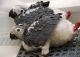 African Grey Parrot Birds for sale in Lucknow, Uttar Pradesh, India. price: NA