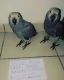 African Grey Parrot Birds for sale in Bridgeport, CT, USA. price: $1,000