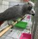African Grey Parrot Birds for sale in Leesburg, VA 20175, USA. price: NA
