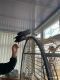 African Grey Parrot Birds for sale in Lake Eola Heights, Orlando, FL, USA. price: $500