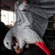 African Grey Parrot Birds for sale in Salt Lake City, UT, USA. price: $400