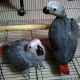 African Grey Parrot Birds for sale in Salt Lake City, UT, USA. price: $650