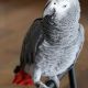 African Grey Parrot Birds for sale in Salt Lake City, UT, USA. price: $950