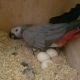 African Grey Parrot Birds for sale in Salt Lake City, UT, USA. price: $150