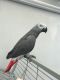 African Grey Parrot Birds for sale in Chicago, IL, USA. price: NA