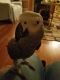 African Grey Parrot Birds for sale in Denver, NC, USA. price: NA