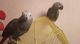 African Grey Parrot Birds for sale in Bend, OR, USA. price: $900