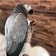 African Grey Parrot Birds for sale in Ottawa, IL 61350, USA. price: NA