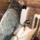 African Grey Parrot Birds for sale in Illinois City, IL 61259, USA. price: NA