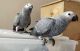 African Grey Parrot Birds for sale in Birmingham, AL, USA. price: NA