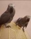 African Grey Parrot Birds for sale in Boston, MA, USA. price: $600