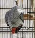 African Grey Parrot Birds for sale in Idaho Falls, ID, USA. price: $950