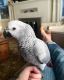 African Grey Parrot Birds for sale in California, MO 65018, USA. price: NA