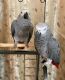 African Grey Parrot Birds for sale in US Airways Center, Phoenix, AZ 85004, USA. price: $500