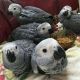 African Grey Parrot Birds for sale in Mumbai, Maharashtra, India. price: 14000 INR
