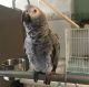 African Grey Parrot Birds for sale in Fort Lauderdale, FL, USA. price: $800