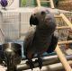 African Grey Parrot Birds for sale in Florida Mall Ave, Orlando, FL 32809, USA. price: $1,000