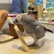 African Grey Parrot Birds for sale in Florence, AZ, USA. price: $1,000