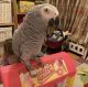 African Grey Parrot Birds for sale in Florence, AZ, USA. price: NA