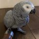 African Grey Parrot Birds for sale in Georgetown, SC 29440, USA. price: NA