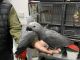 African Grey Parrot Birds for sale in 12300 Bermuda Rd, Henderson, NV 89044, USA. price: $500