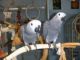 African Grey Parrot Birds for sale in Destin, FL 32541, USA. price: $600