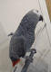 African Grey Parrot Birds for sale in Raleigh, NC, USA. price: $600