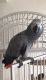 African Grey Parrot Birds for sale in Miami Beach, FL 33139, USA. price: NA