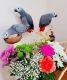 African Grey Parrot Birds for sale in Atlanta, GA, USA. price: NA