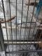 African Grey Parrot Birds for sale in Parlin, NJ 08859, USA. price: $4,800