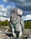 African Grey Parrot Birds for sale in Islandia, NY, USA. price: NA
