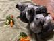 African Grey Parrot Birds for sale in San Diego, CA, USA. price: $6,000