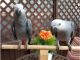 African Grey Parrot Birds for sale in Arizona City, AZ 85123, USA. price: $600
