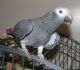 African Grey Parrot Birds for sale in Las Vegas, NV, USA. price: $300