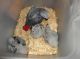 African Grey Parrot Birds for sale in Egbert North Rd, Wyoming 82053, USA. price: NA