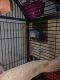 African Grey Parrot Birds for sale in Parlin, NJ 08859, USA. price: $5,000
