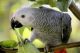 African Grey Parrot Birds for sale in Florida's Turnpike, Orlando, FL, USA. price: $1,000