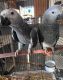 African Grey Parrot Birds for sale in Portland, OR, USA. price: NA