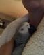 African Grey Parrot Birds for sale in Boston, MA, USA. price: $700