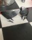 African Grey Parrot Birds for sale in Miami, FL, USA. price: $745