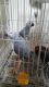 African Grey Parrot Birds for sale in Adamsville, RI 02801, USA. price: $500