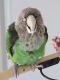 African Grey Parrot Birds for sale in 721 NE 24th St, Pompano Beach, FL 33064, USA. price: $400