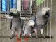 African Grey Parrot Birds for sale in Floral Park, NY 11001, USA. price: $300
