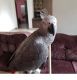 African Grey Parrot Birds for sale in Dockweiler, Los Angeles, CA 90019, USA. price: NA