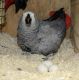 African Grey Parrot Birds for sale in Beverly Hills, CA, USA. price: NA