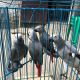 African Grey Parrot Birds for sale in Terrell, TX, USA. price: NA